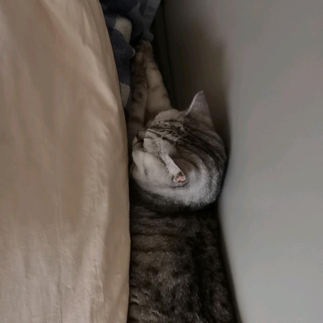 团团只是只猫
