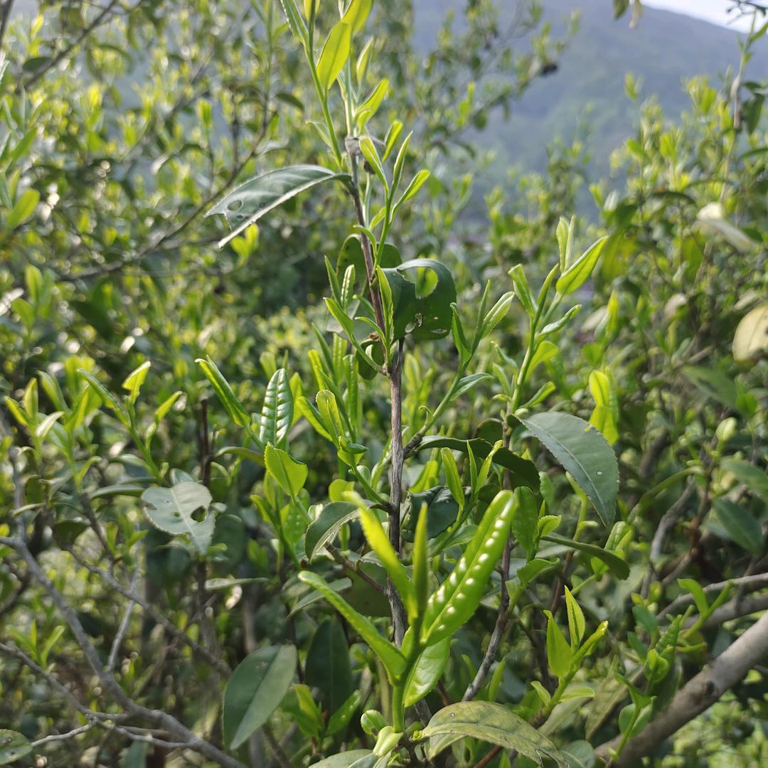 芹赞奶奶