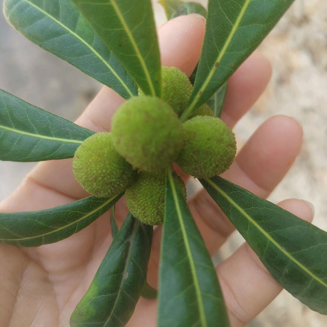 🦋এ᭄是糖ꦿ甜到💔忧伤ོ࿐ᩚ