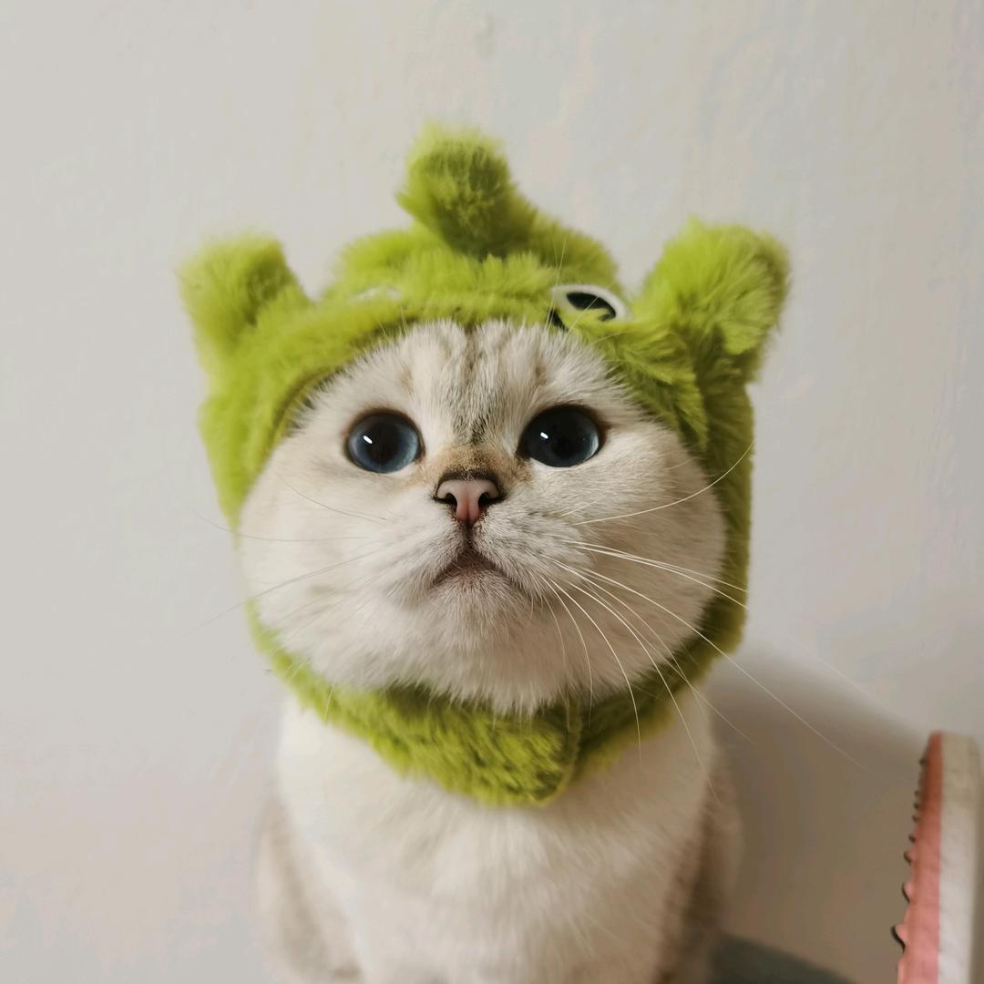 狗妹一只猫