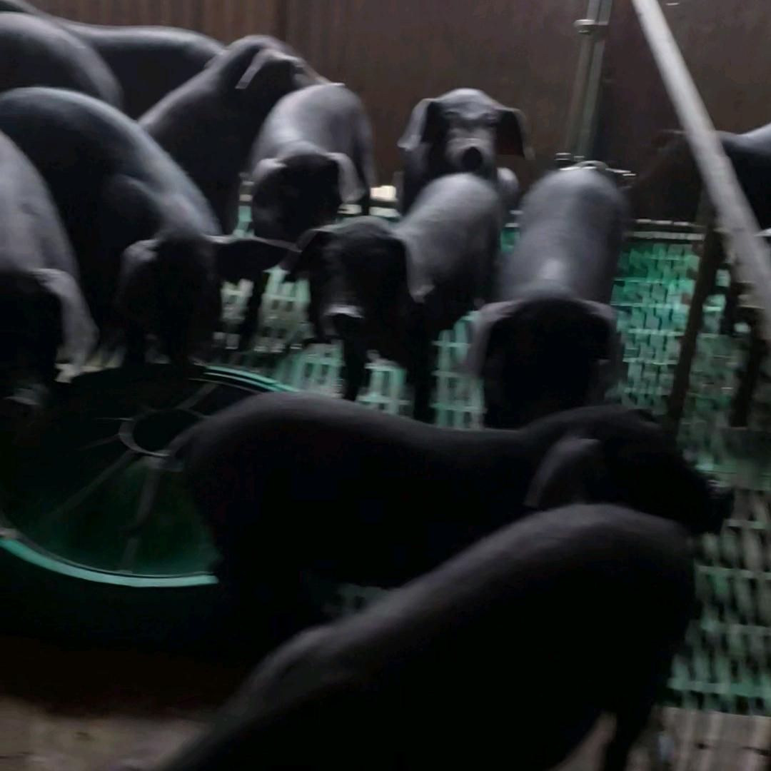 山东黑猪养殖基地