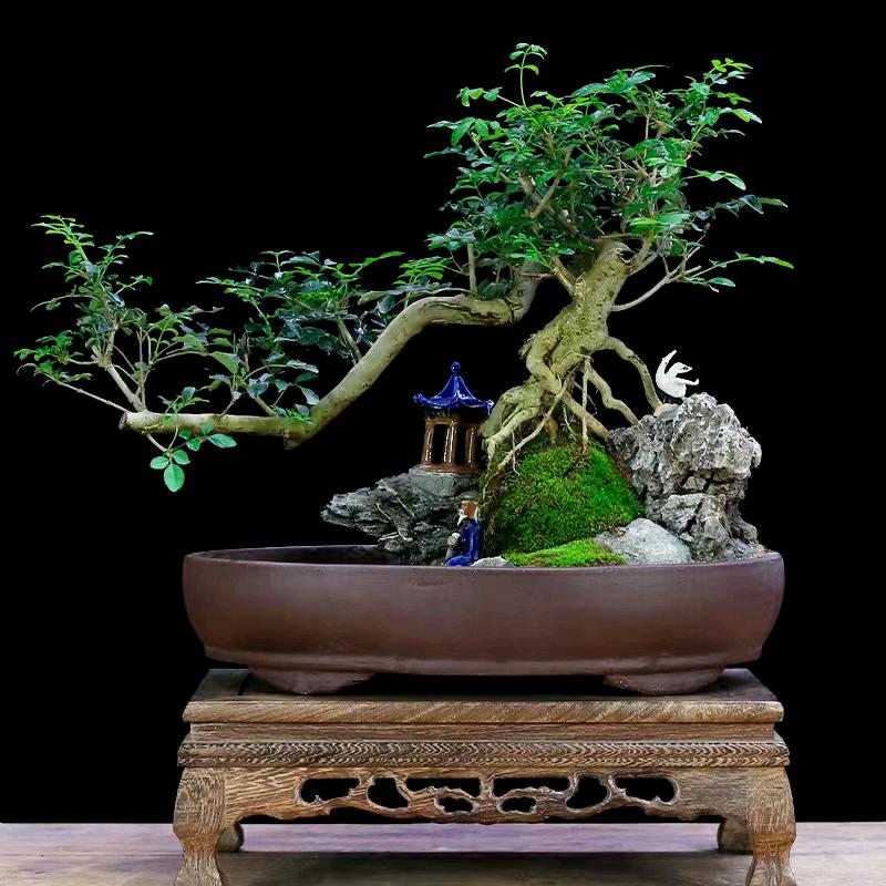 沙氏盆景