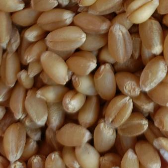 无畏【农业工作者】