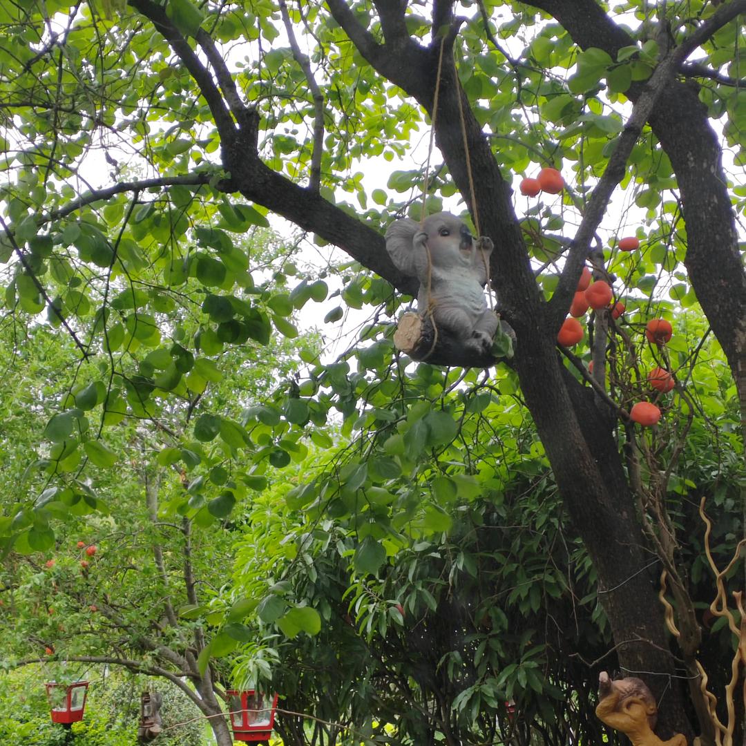 蓝色考拉圆滚滚