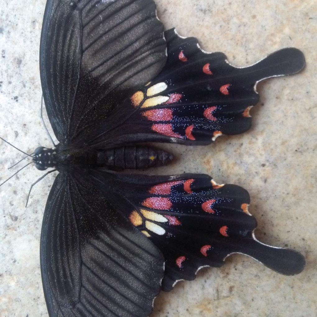 田家粥稻(水口店)官方号