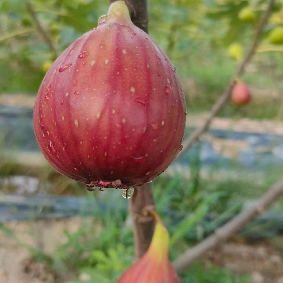 无花果姐姐