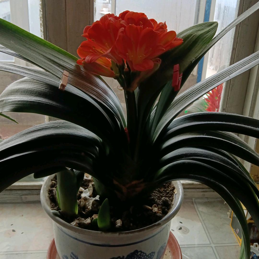 友谊情深