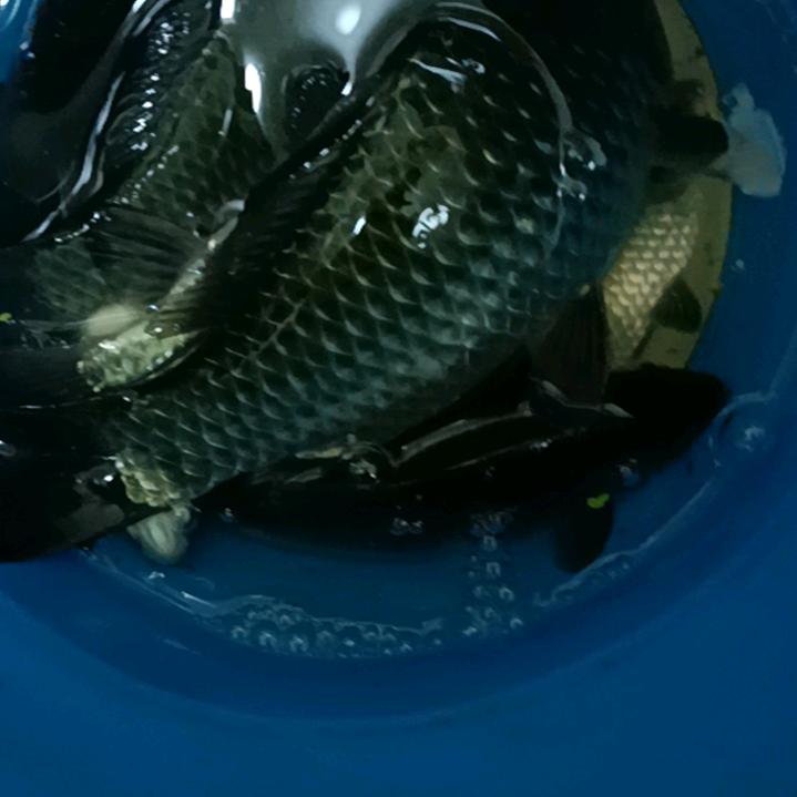 䨫薅菵