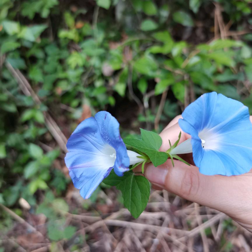 活成一束花