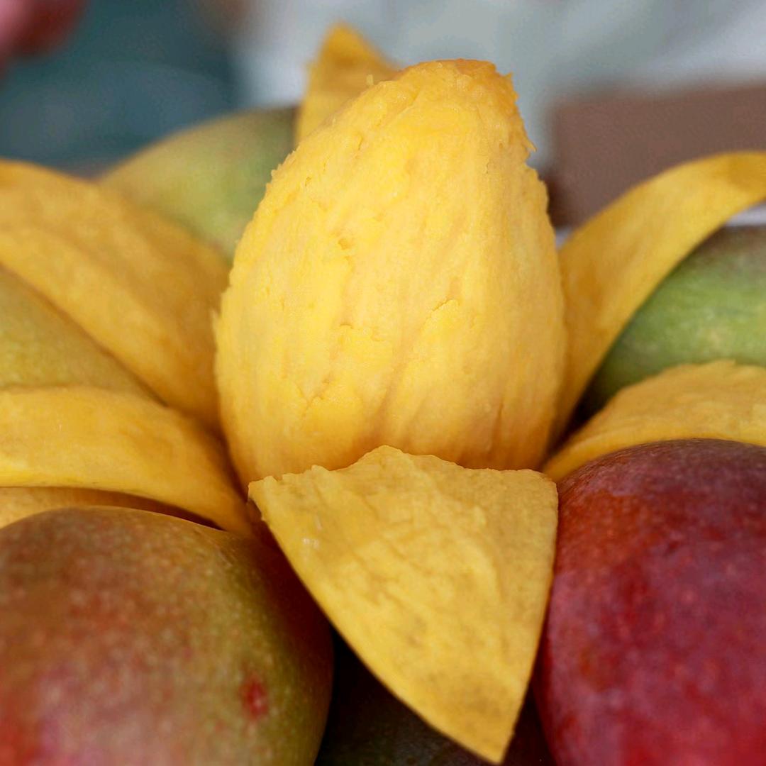 果农的芒果熟了