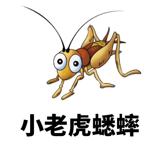 小老虎蟋蟀批发
