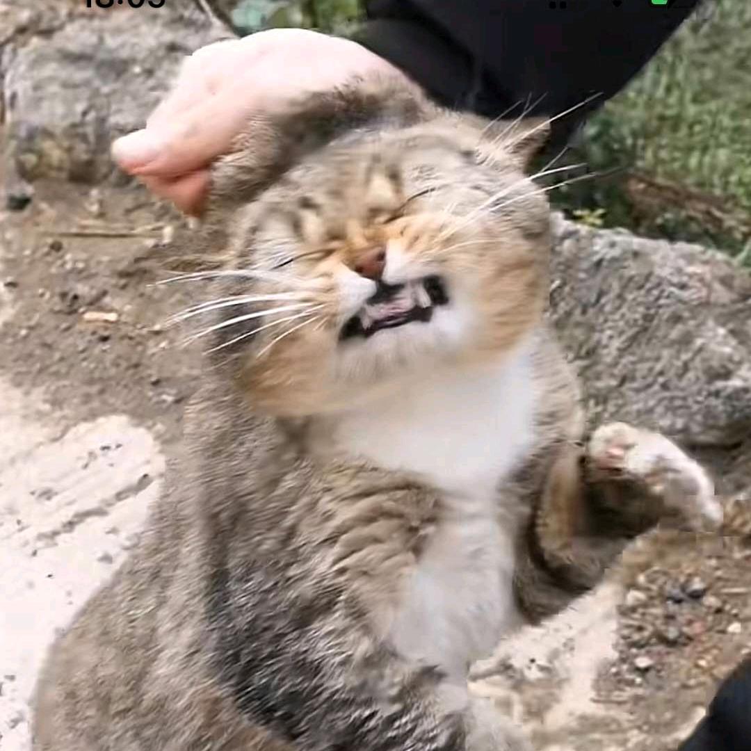 🐨考拉