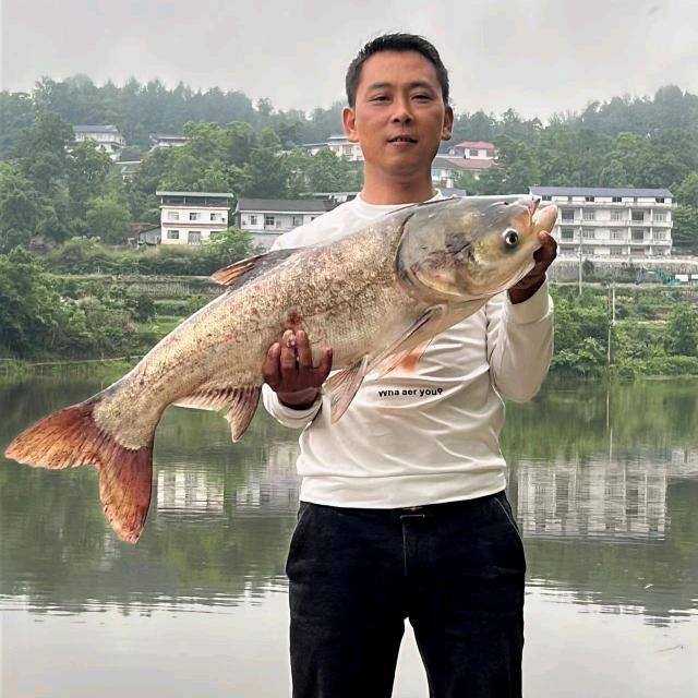 小麻雀鱼塘招商、墙面装修、保洁、家电清洗
