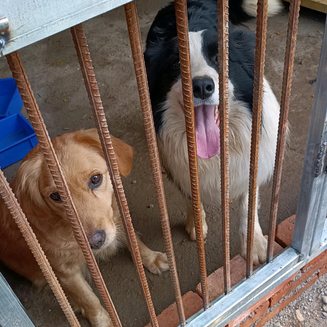 田园犬养殖基地