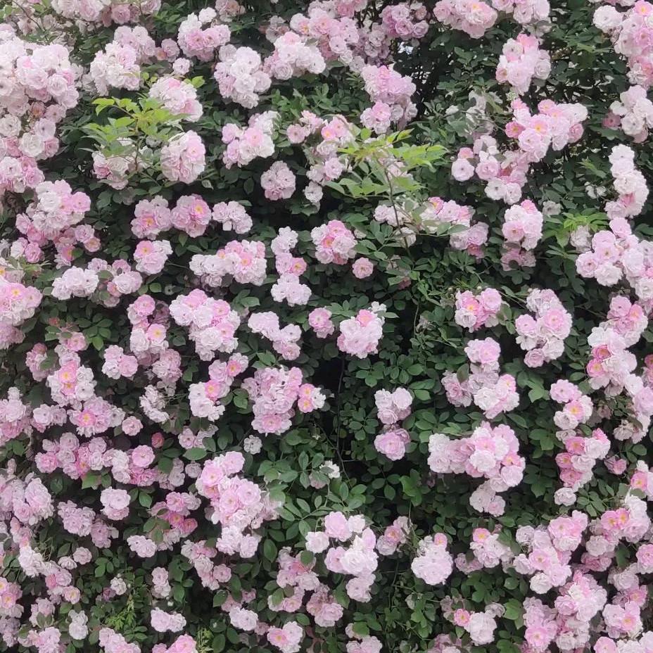 ༄满是心酸🥀皆是🌿遗憾࿐ᩚ