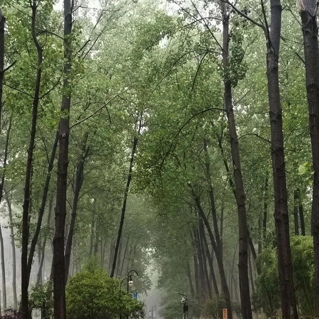 宁静的莲花