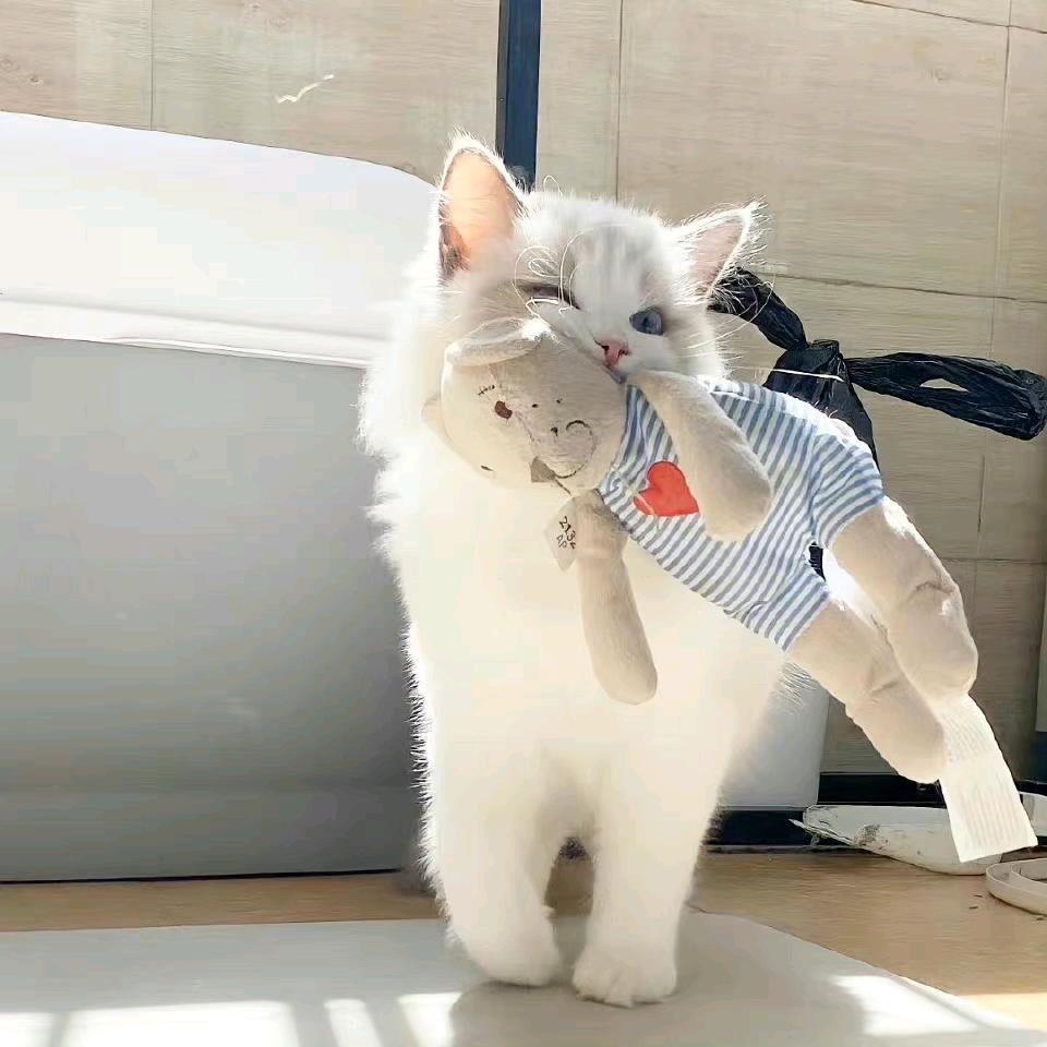 川麻迷路（小趴菜）