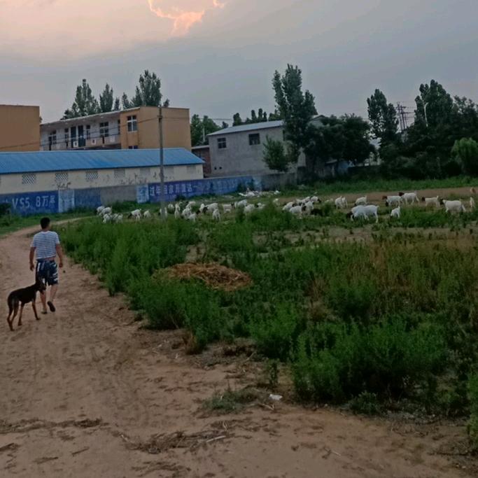 养羊的小赵