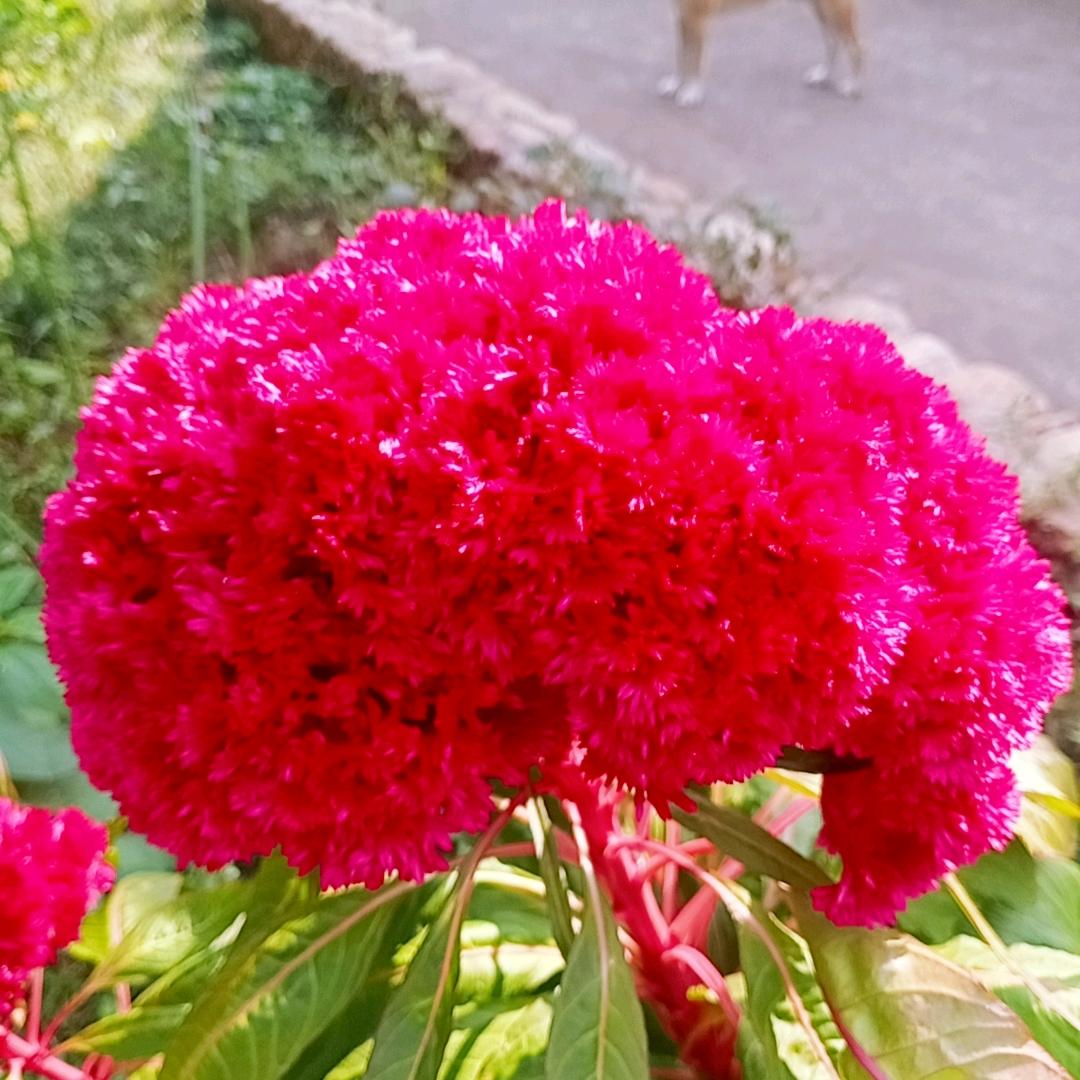 兰花