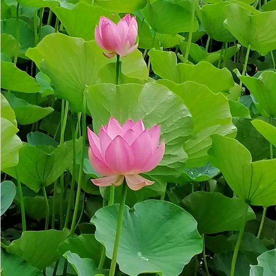 春暖花开