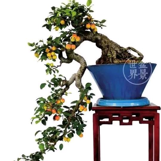 迦南园艺