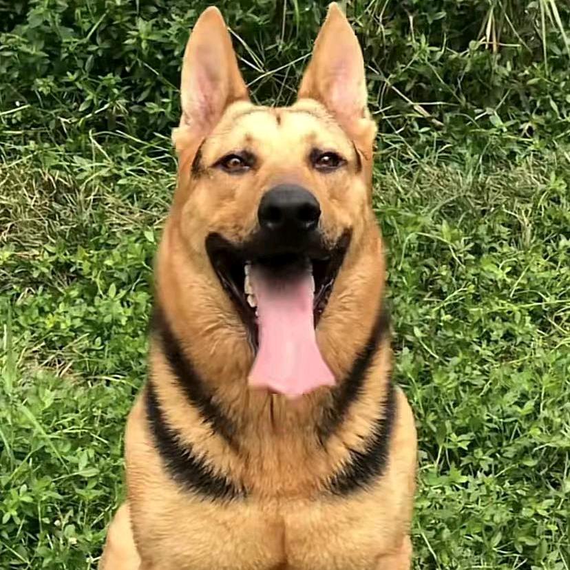 老胡昆明犬