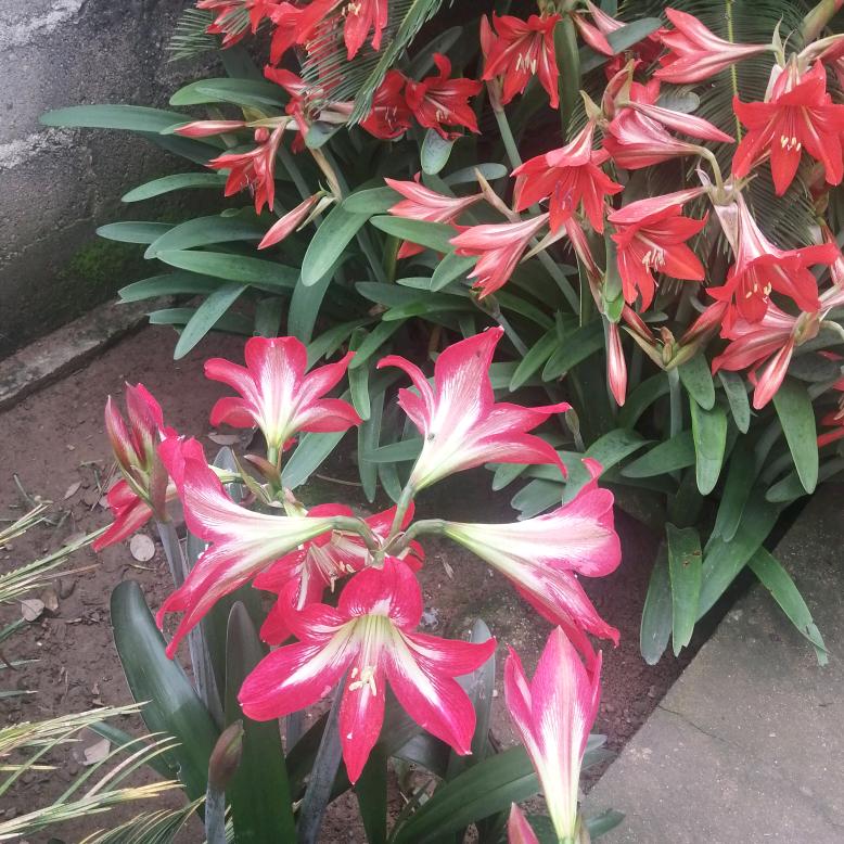 清风云淡