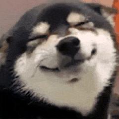 瞌睡多的小马喽