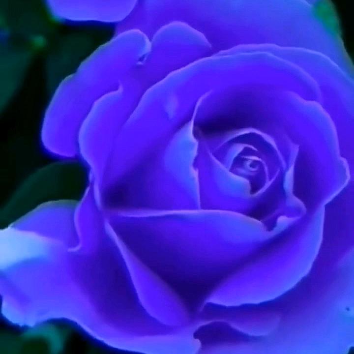 蓝玫瑰