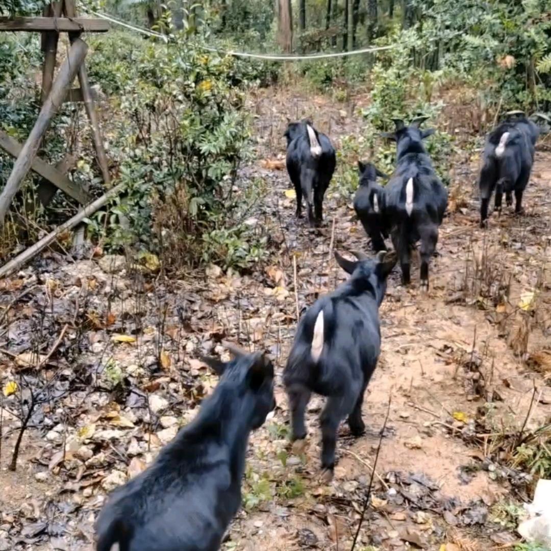 桃子家吃草牛羊