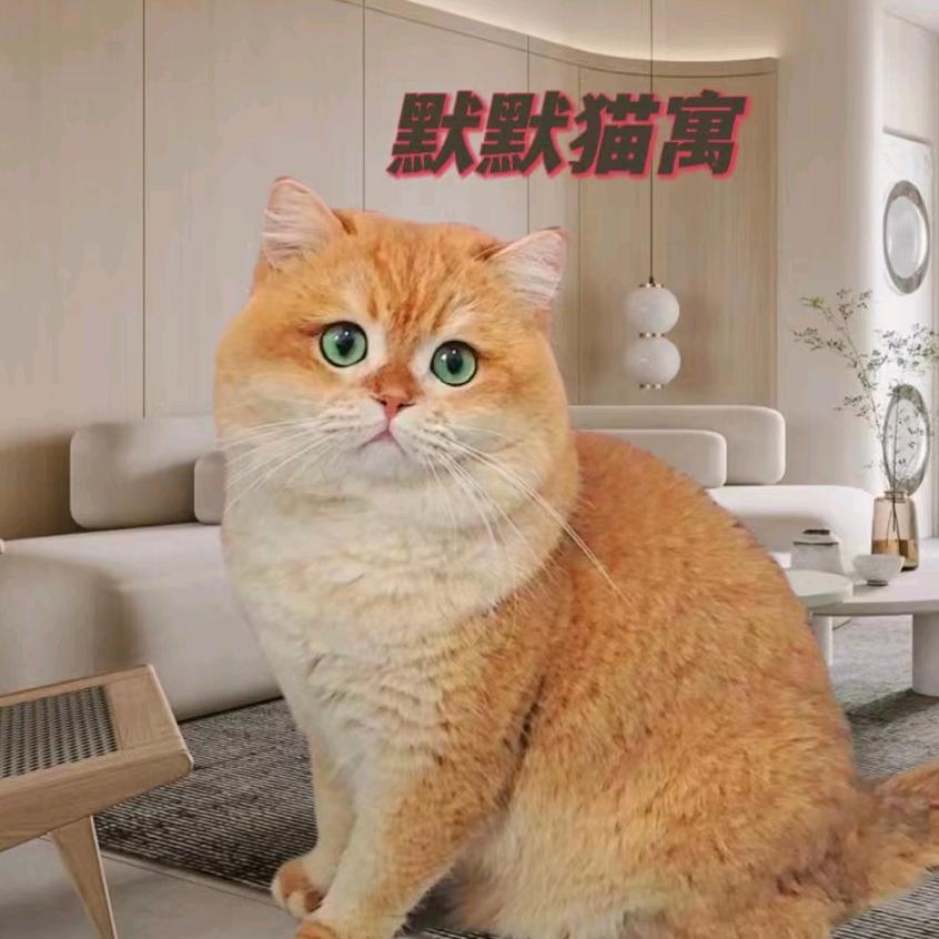 赤峰-默默猫舍