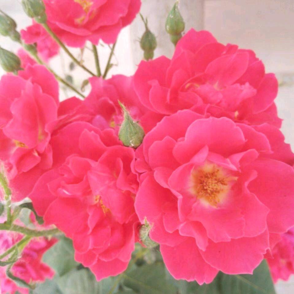 杨妈妈