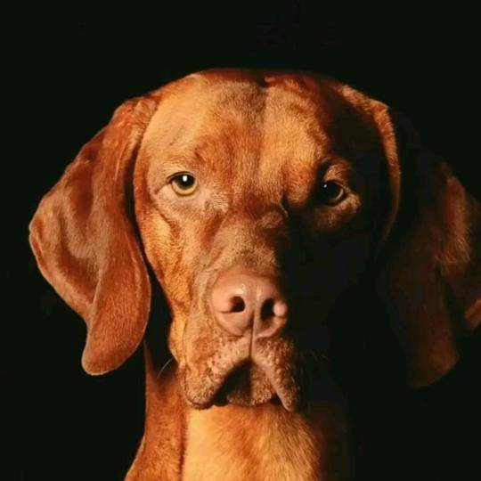 维兹拉   波音达《延政犬舍》