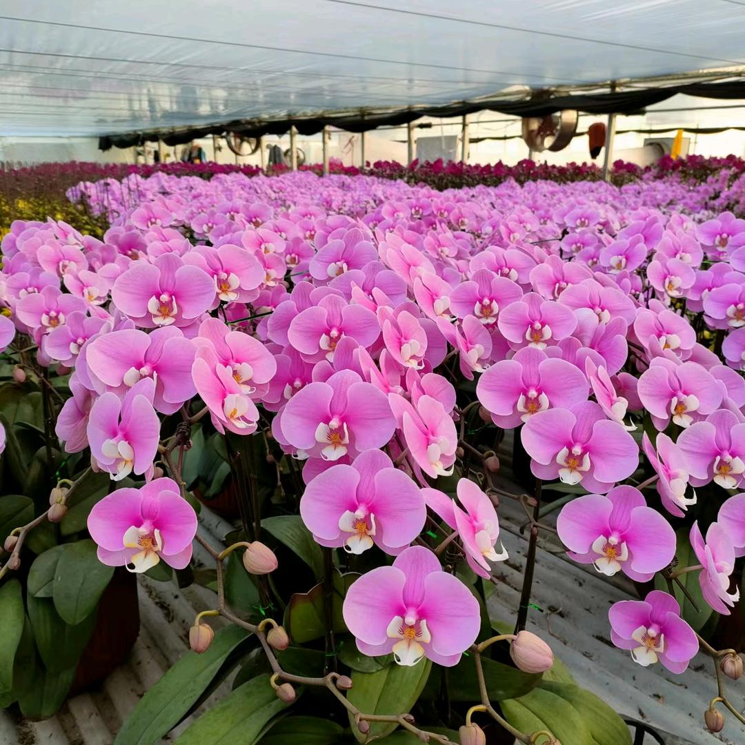 A红朵朵蝴蝶兰基地
