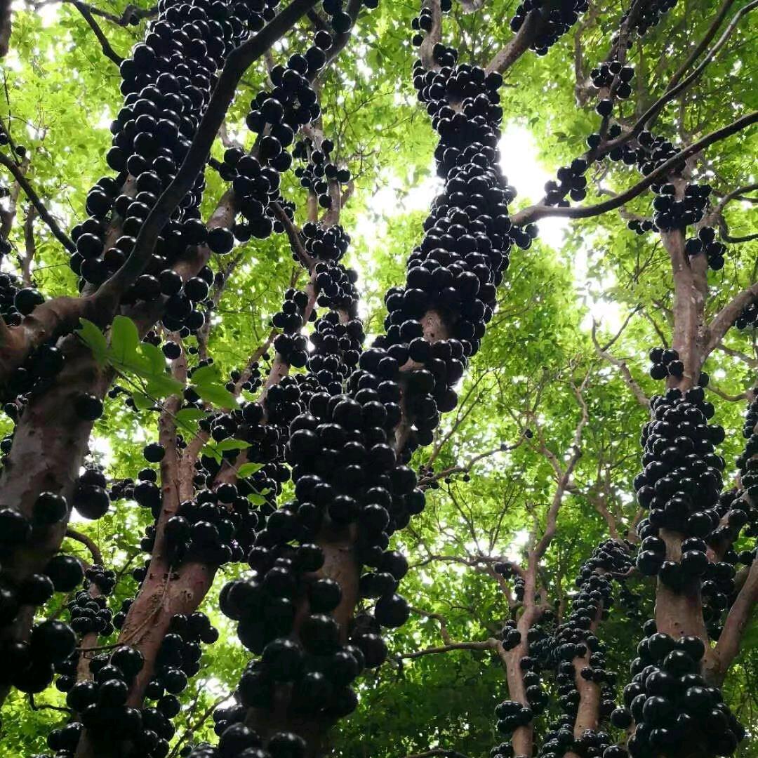 嘉宝果园阿丰
