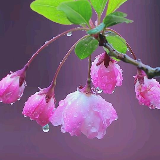 丁嫚  果蔬姐