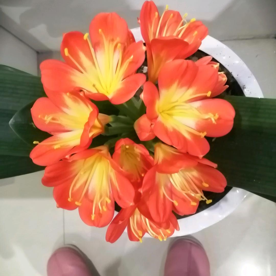 扬梅兔气
