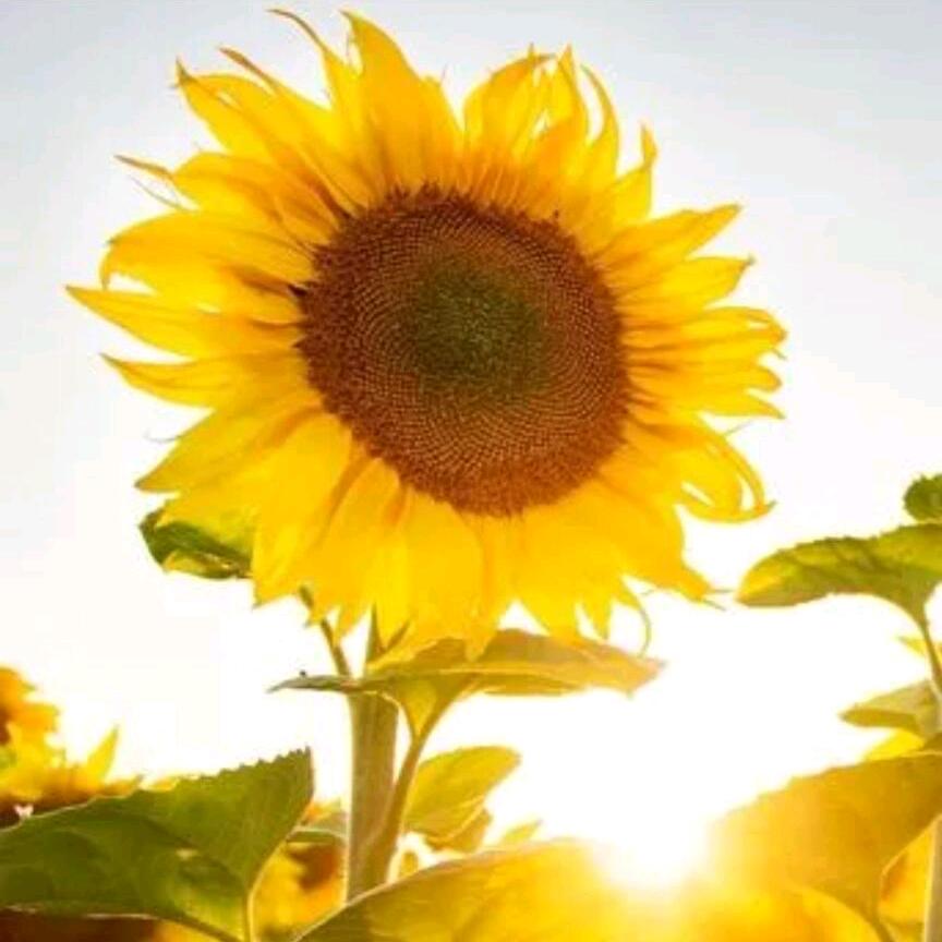 太阳系阿葵