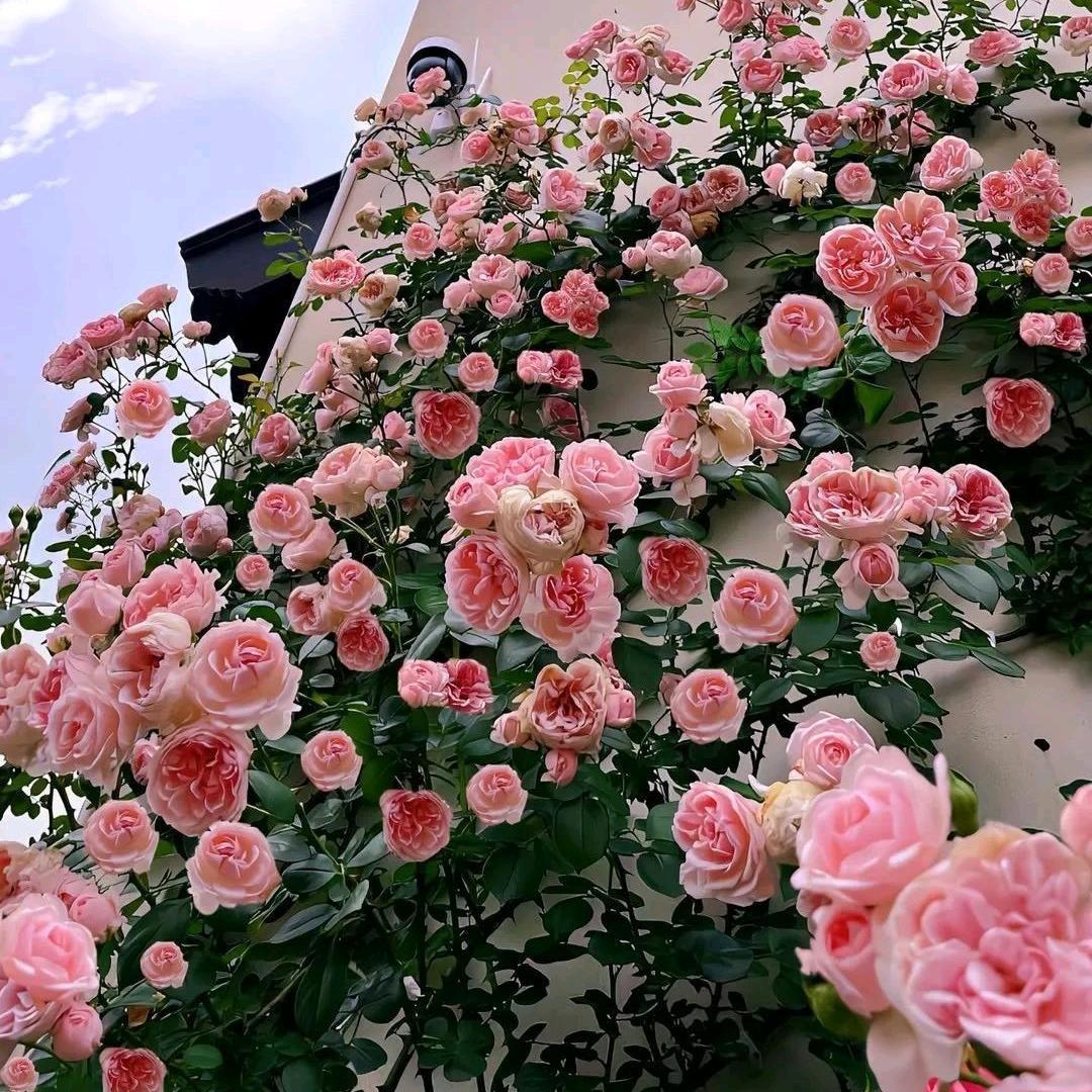 鹤翊——