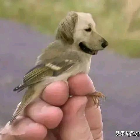秋风落叶