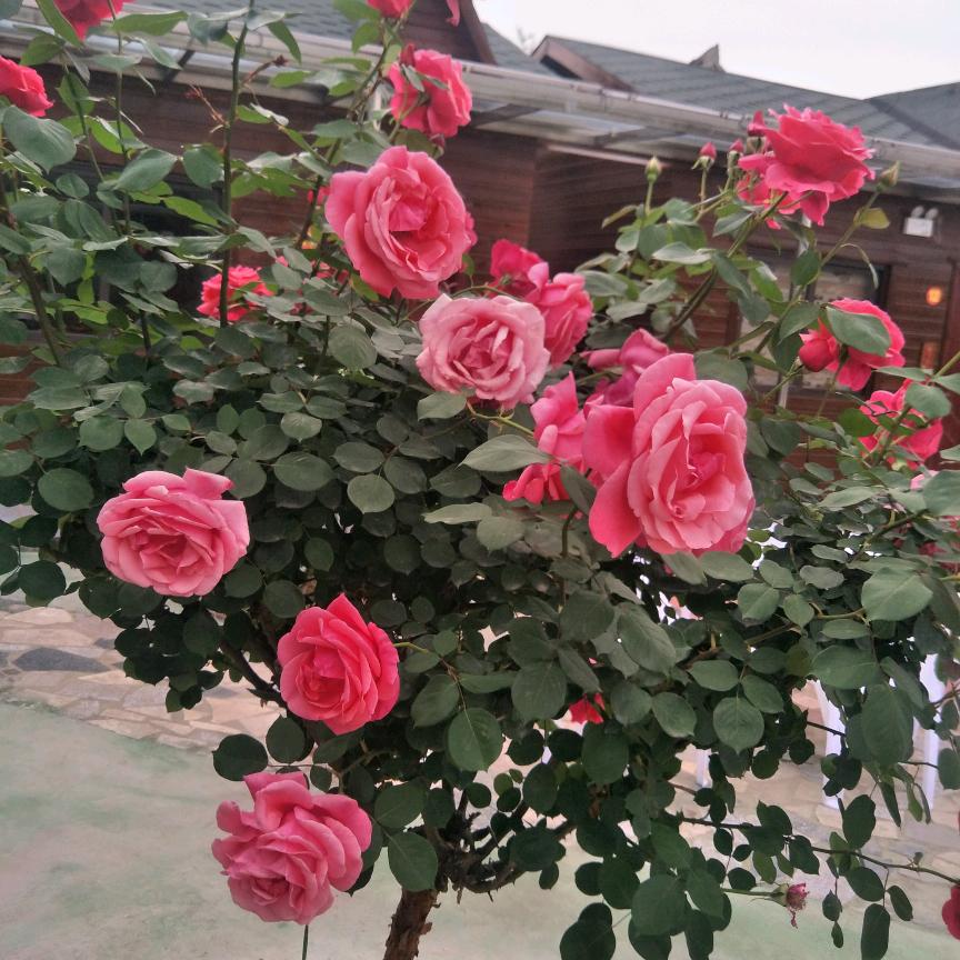 感嗯遇见