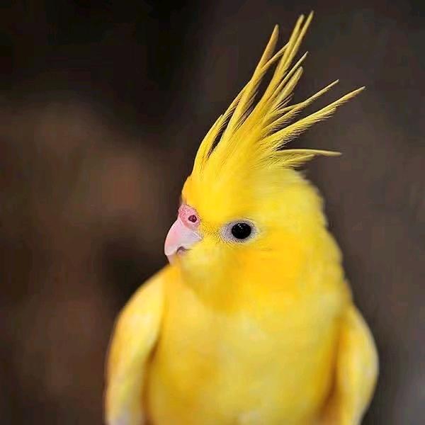 云南《杰墨玄凤鹦鹉》