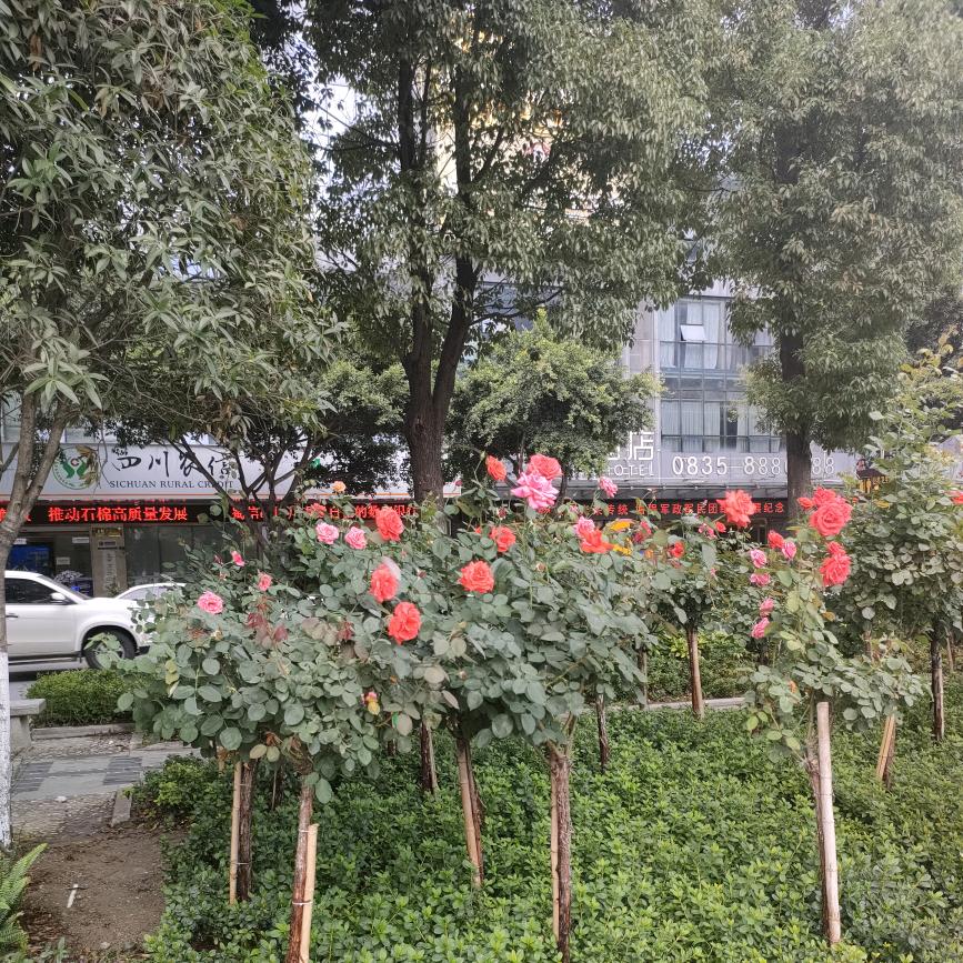 成龙12I