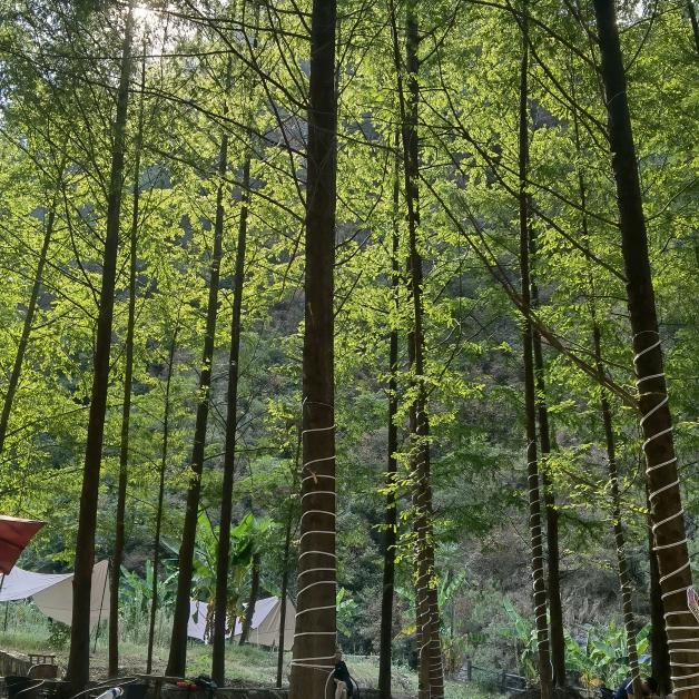 偶尔写歌唱歌的人