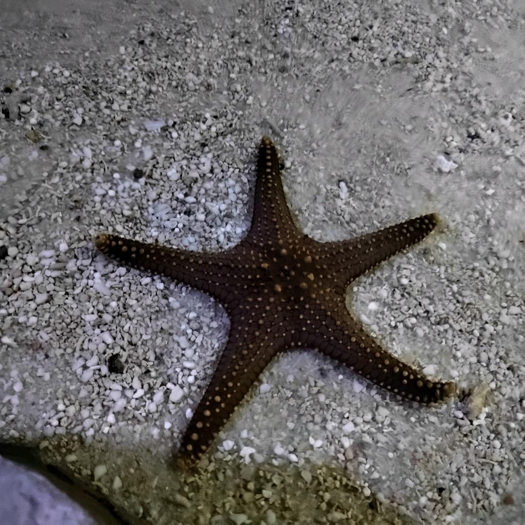 大心心