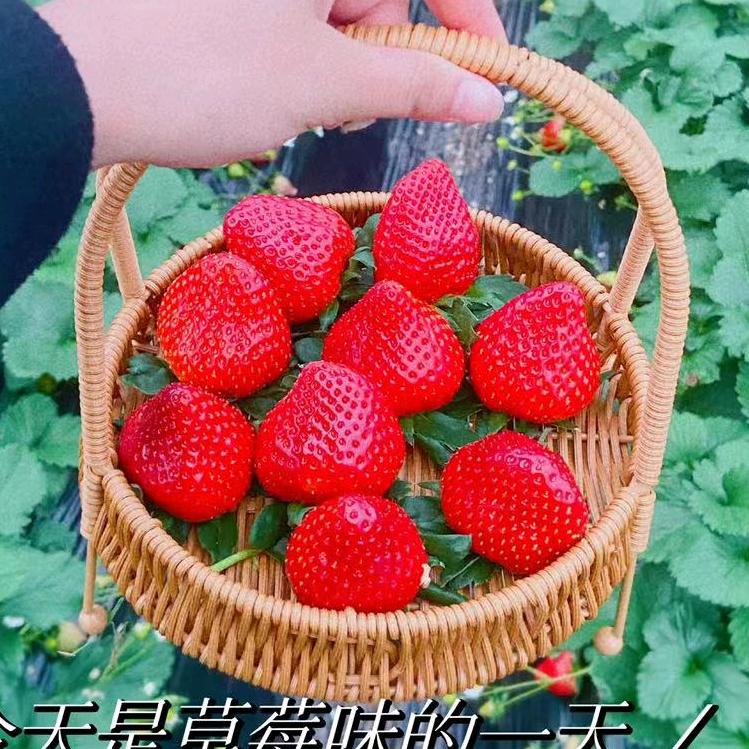 蓝紫微