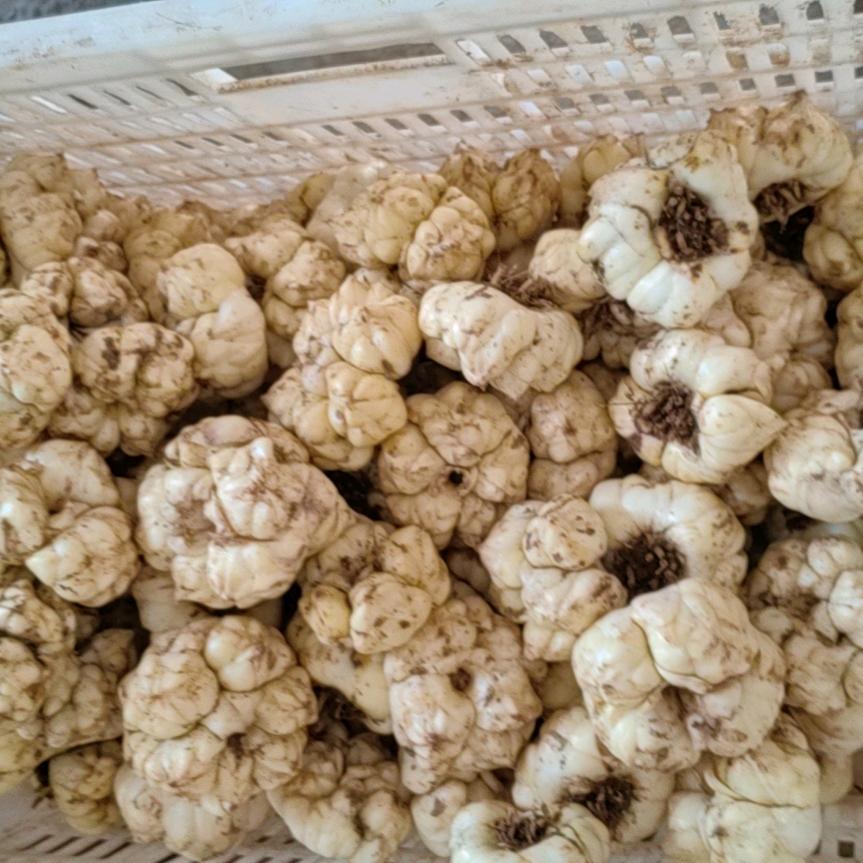 大量收购鲜百合干货，杨超。