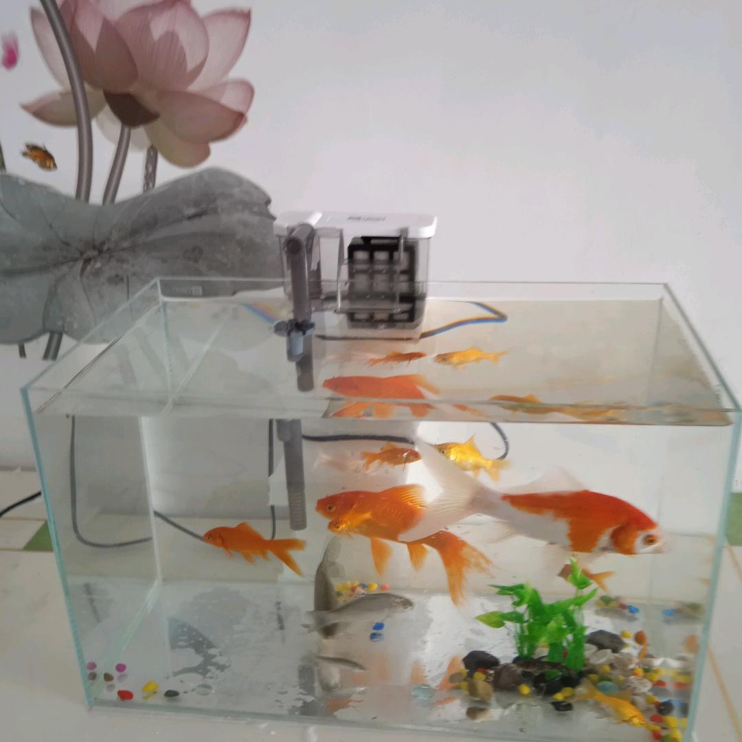 一帆风顺