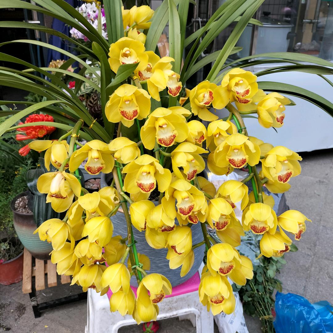 @爱拼才会赢