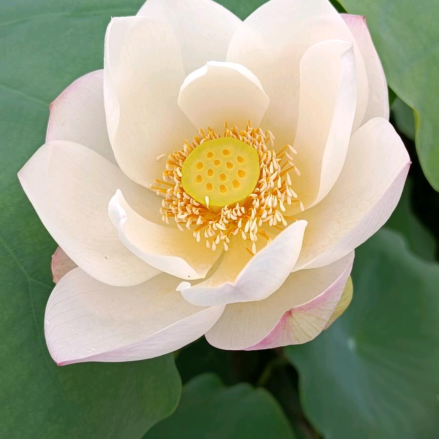 燕子